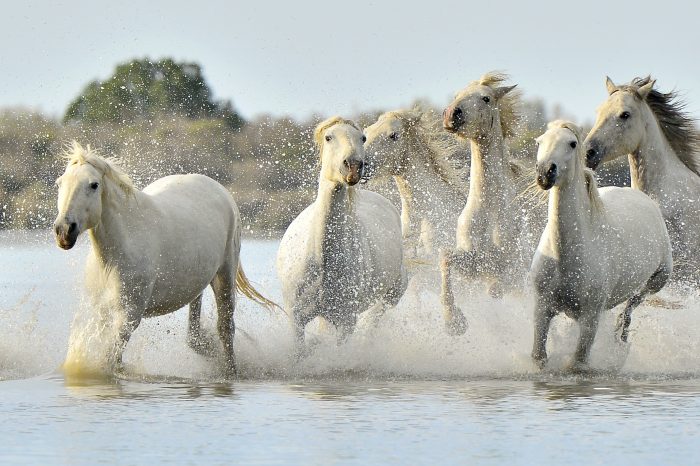 LA CAMARGUE (GROUPE)