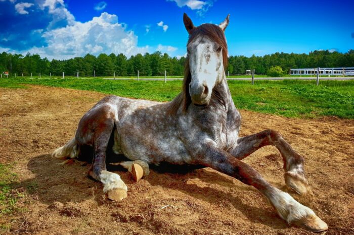 JOURNEE EQUESTRE (GRP)