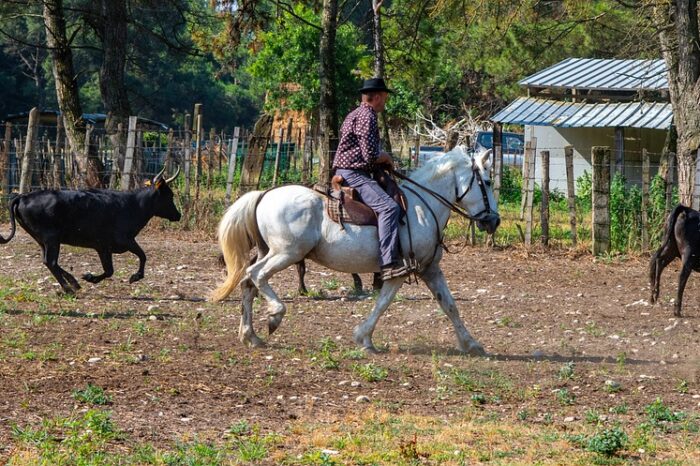 AIGUES MORTES & MANADE CAMARGUAISE (GRP)