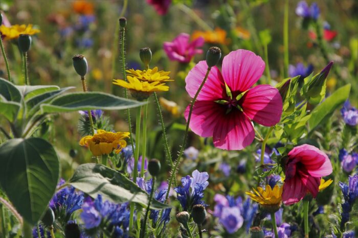 FETE DES FLEURS A GERONE Samedi 10 Mai 2025